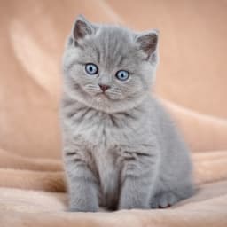 Cat Icon